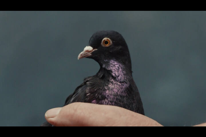 Molson Coors - Carling - Pigeons