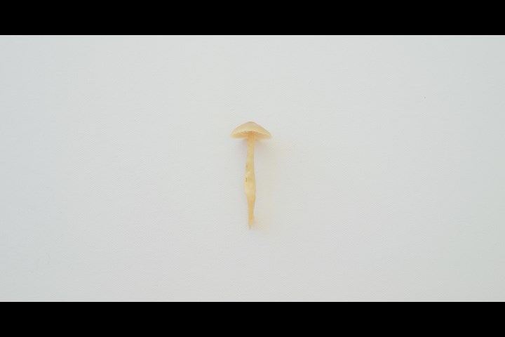 Fungophilic - -