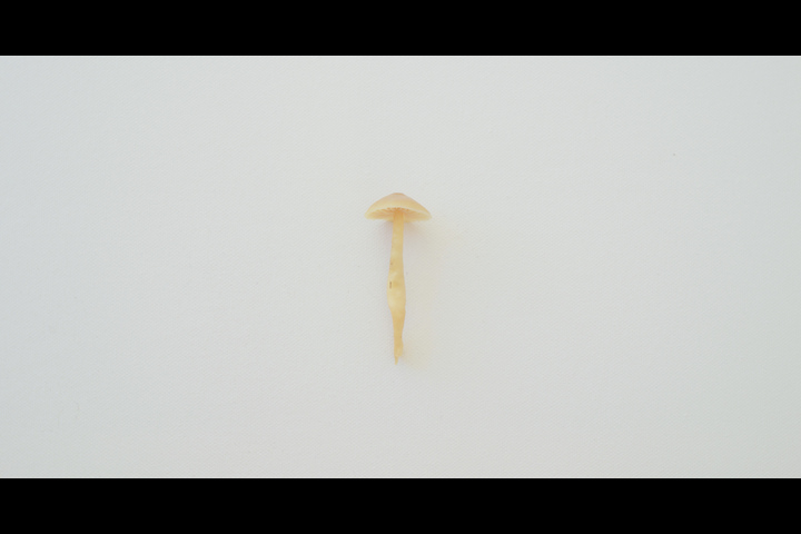 Fungophilic - -