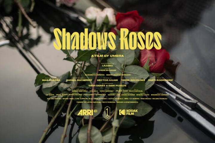 SHADOWS ROSES - LAZARO -