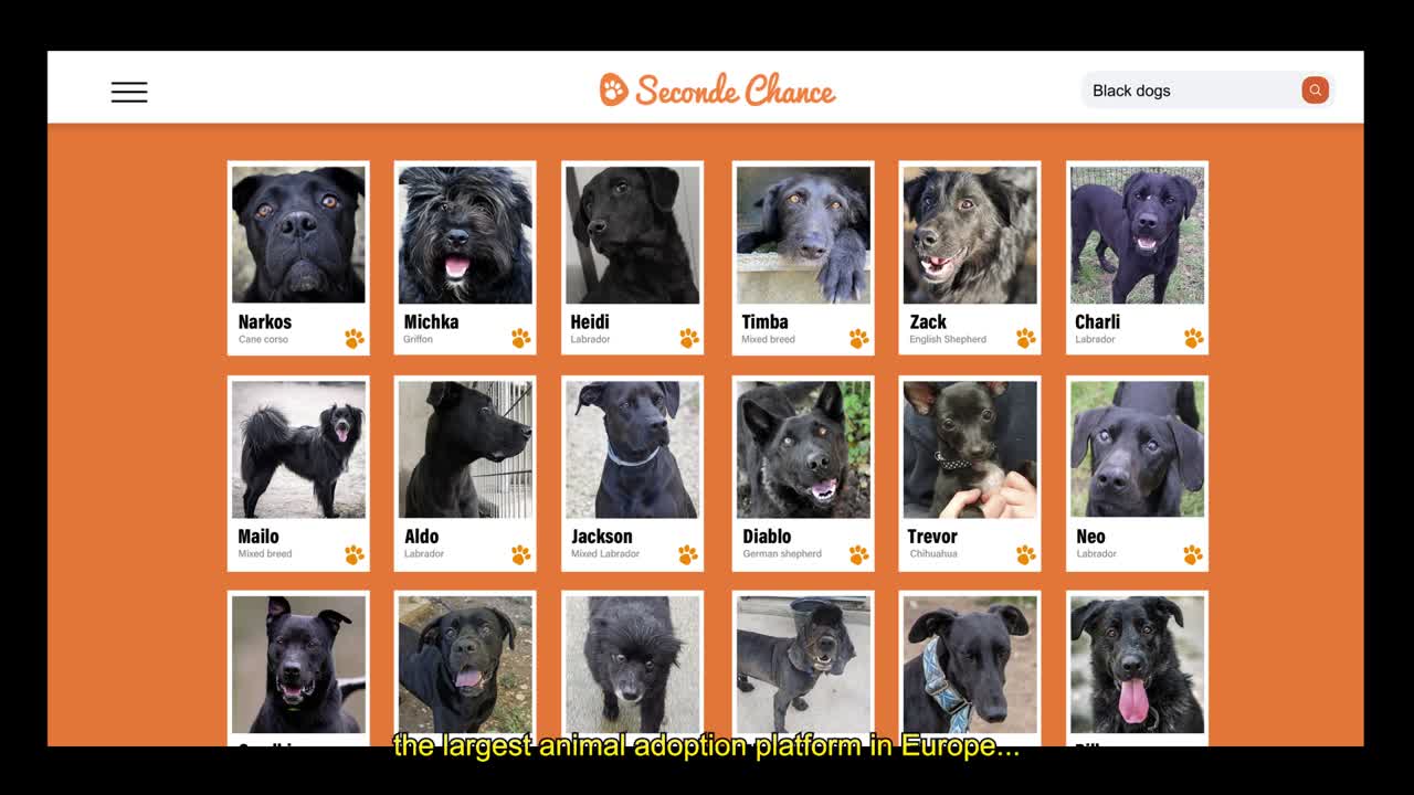 The Black Dog(s) - Seconde Chance - Seconde Chance