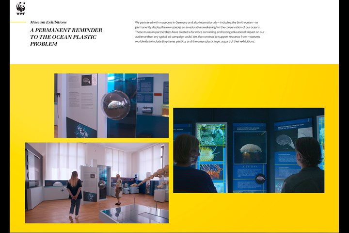 Eurythenes plasticus - A new species - WWF Germany