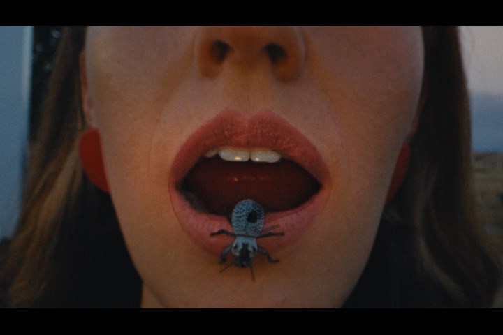 Beetlebugs - Nick Leng - Nick Leng