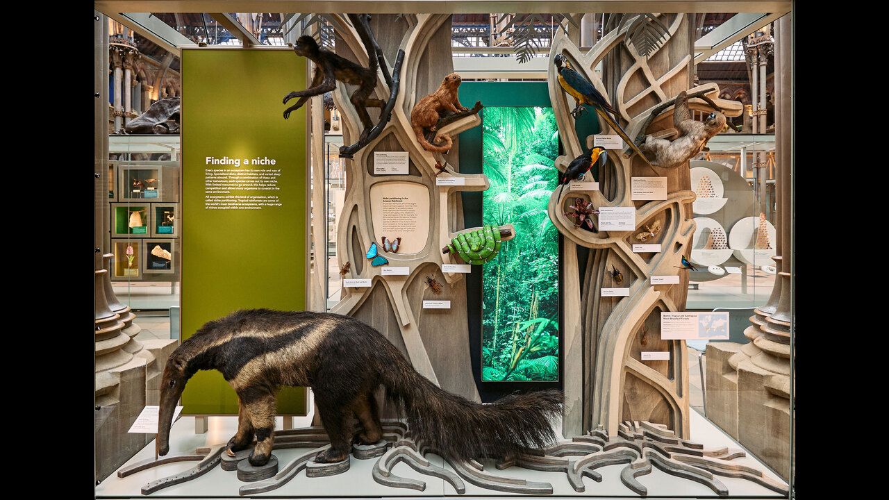Life as we know it – present day ecosystems - Permanent Exhibition - Oxford University Museum of Natural History