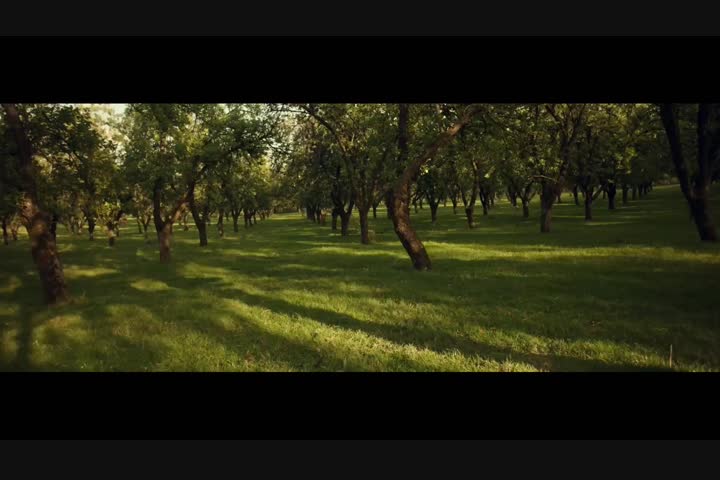 The Alchemy of The Orchard - Bulmers Cider - Bulmers