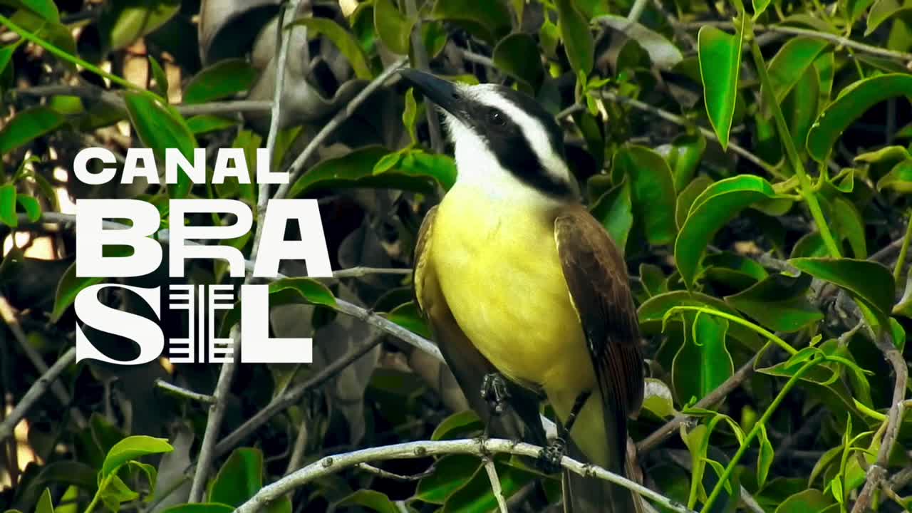 Canal Brasil - 2021 - 
