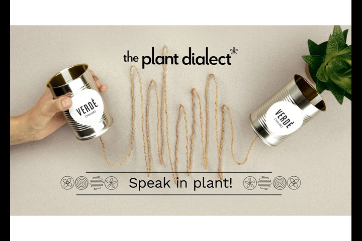 The Plant Dialect - Houseplant - Verdé