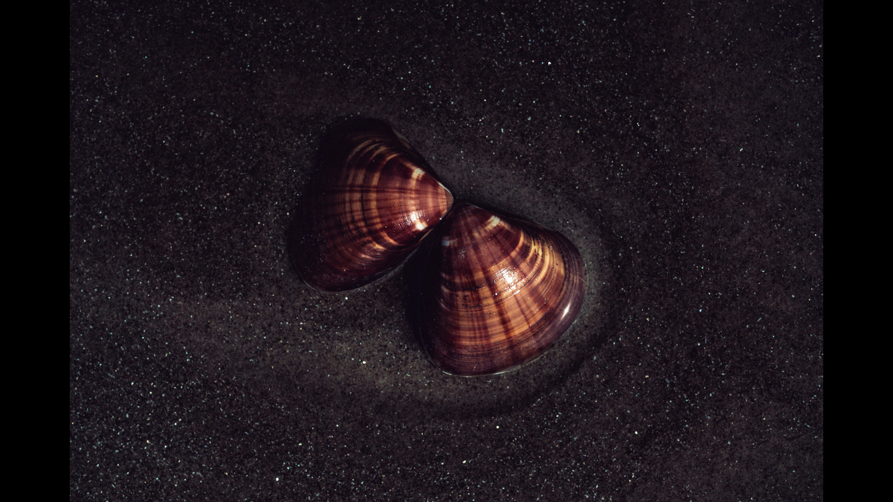 Constelações - 2019 - 