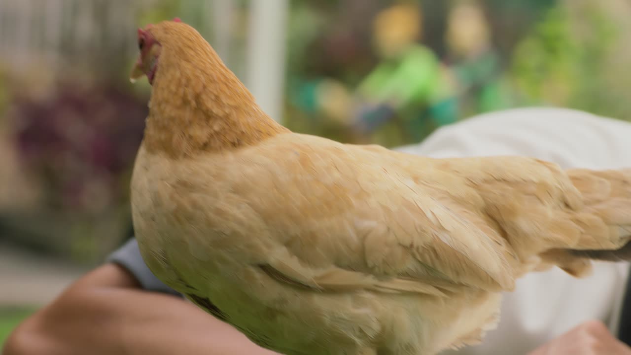 Chicky - GrabMart - GrabMart