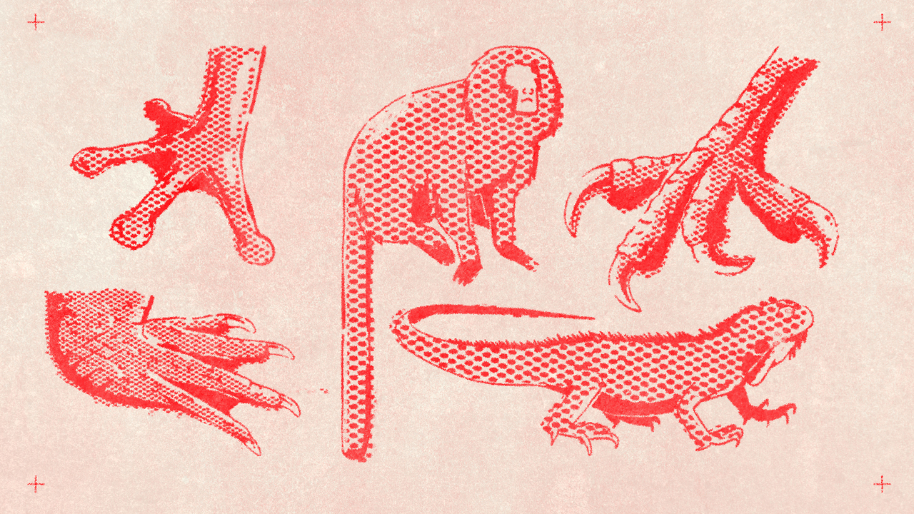 Havaianas To Go Wild - 2023 - Estúdio Caxa