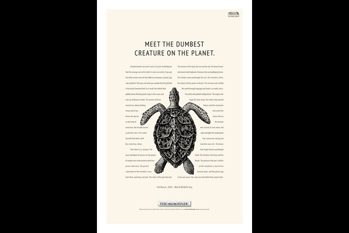 The Turtle - Publication - The Hindu - English Newspaper - The Hindu
