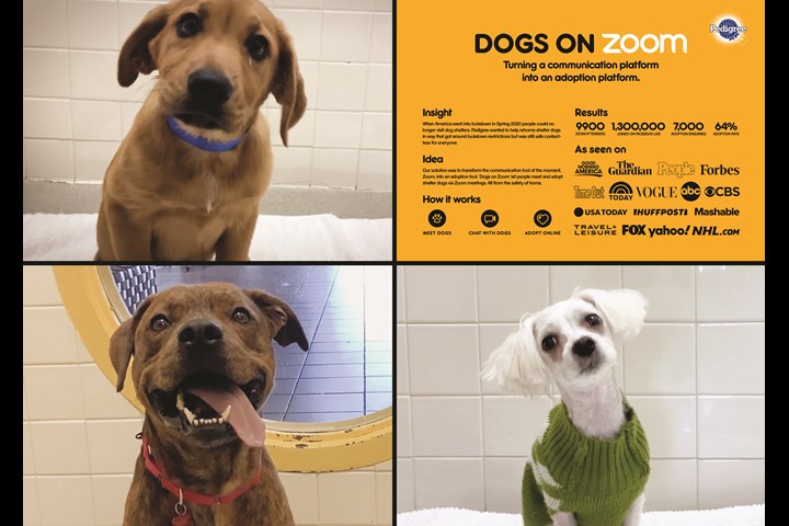 Dogs on Zoom - Pedigree - Pedigree