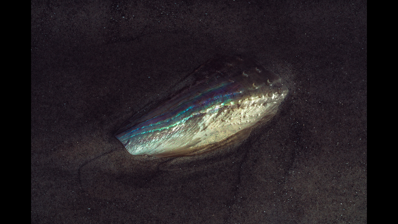 Constelações - 2019 - 