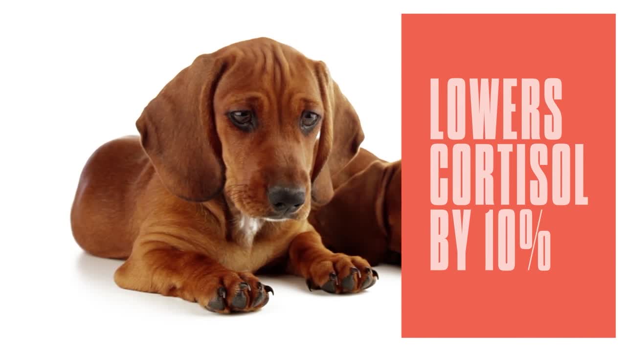 Homes need pets - Byron Thomas Properties - Byron Thomas Properties