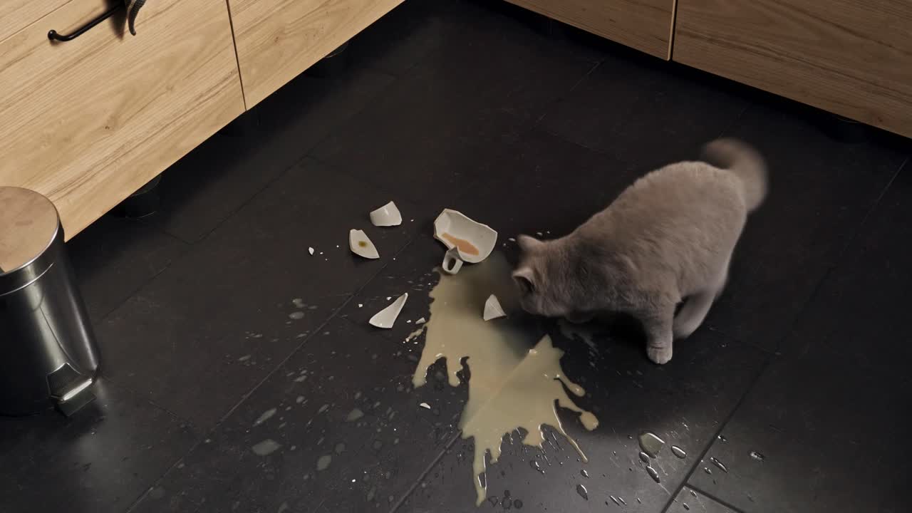 Guilty Pets - IKEA - IKEA