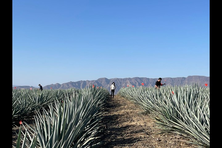 The Fantastic World of Smoothness - Tequila - Tequila Maestro Dobel