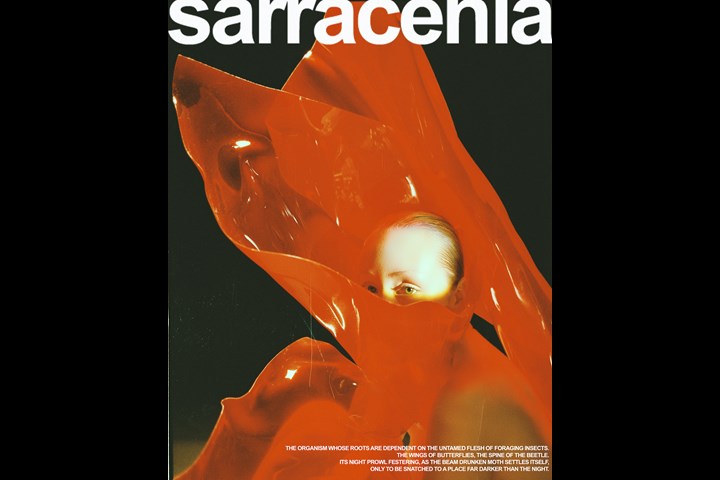 SARRACENIA - The Marmalade - 