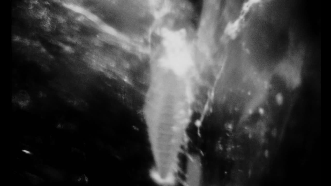 Tem Fé - none - none