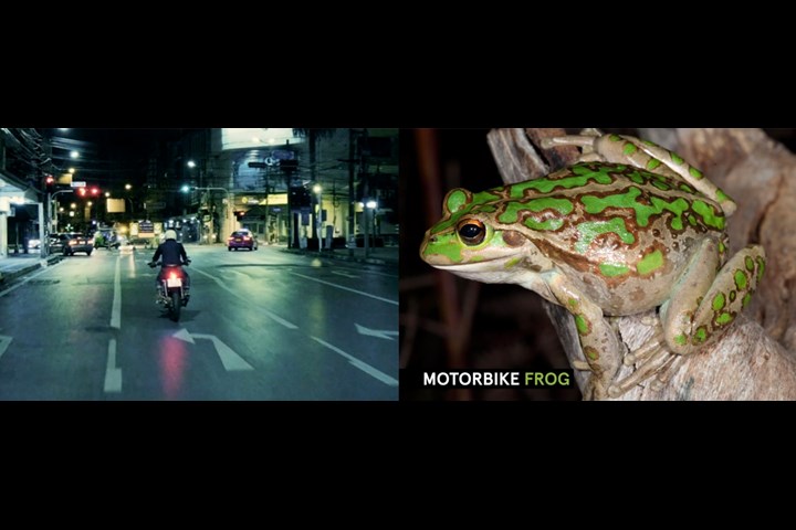 Frog ID - - Australian Museum
