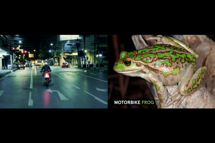 Frog ID - - Australian Museum