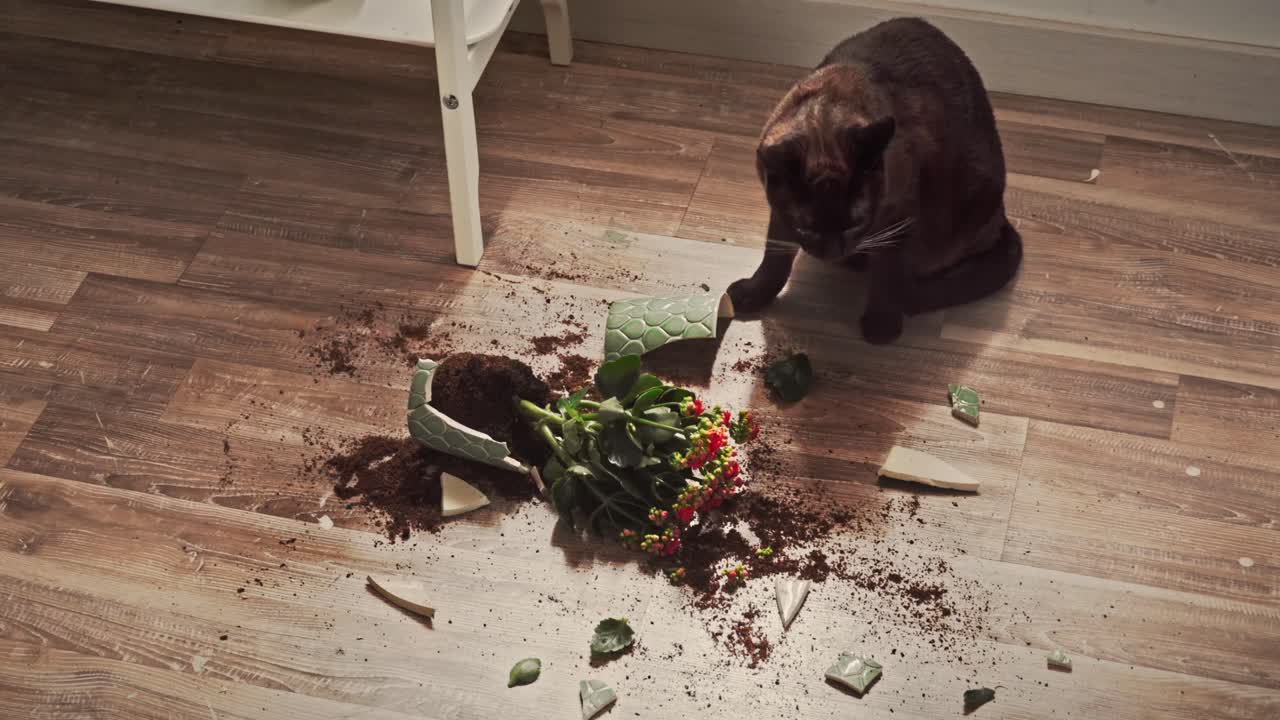 Guilty Pets - IKEA - IKEA