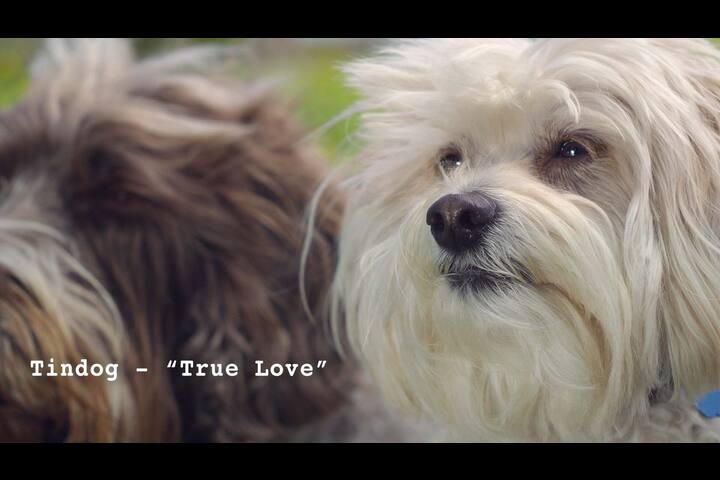 True Love - Comedy Theory - Tindog
