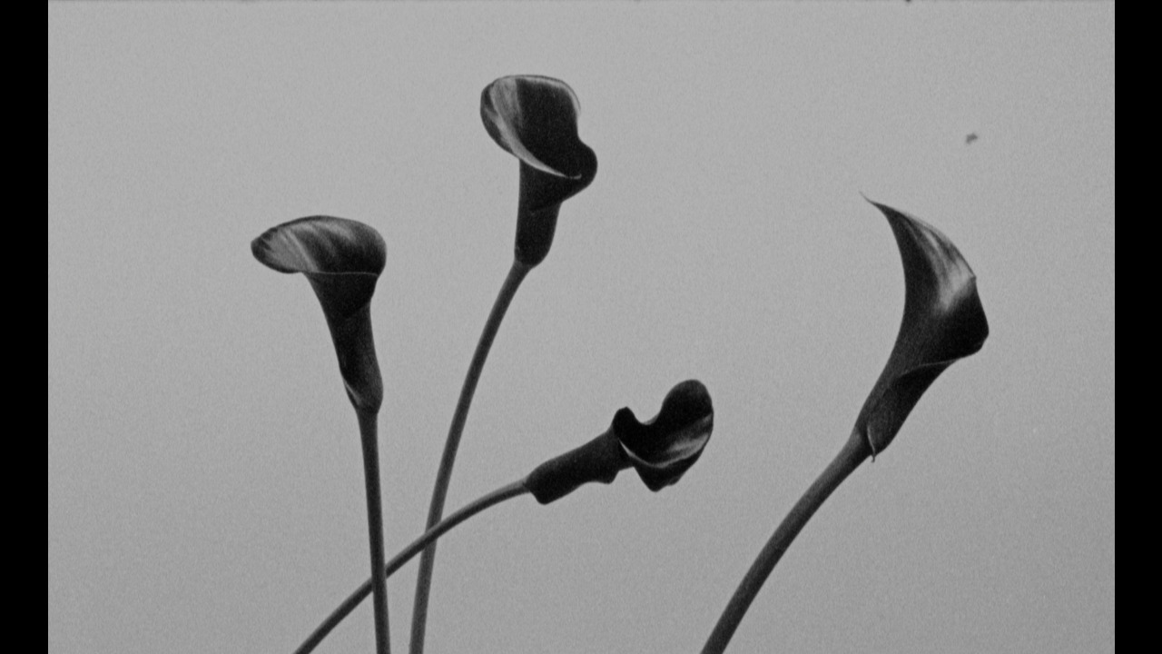 Blossoming Ones - Stereotactic - RAZUMNO