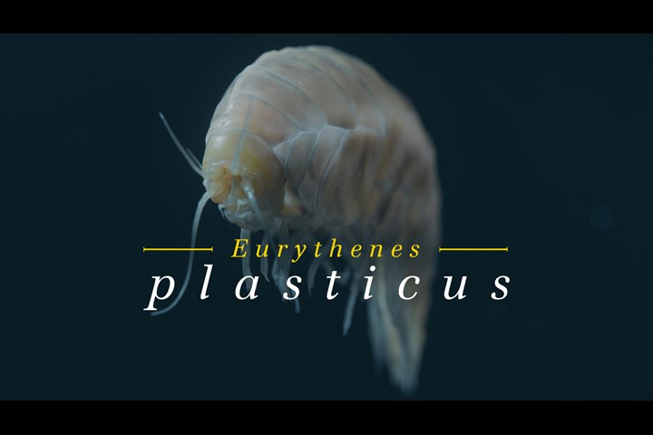 Eurythenes plasticus - A new species - WWF Germany