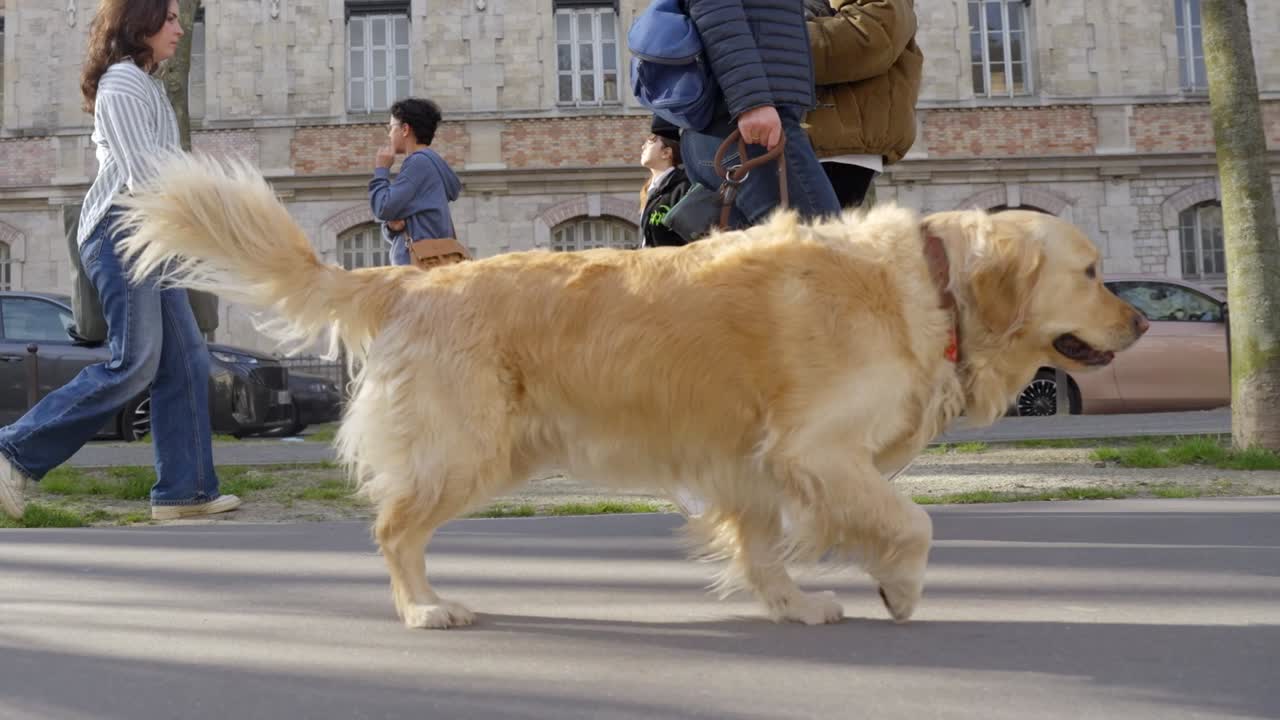 URBAN DOGGY FIT - ANIMAL INSURANCE - GENERALI