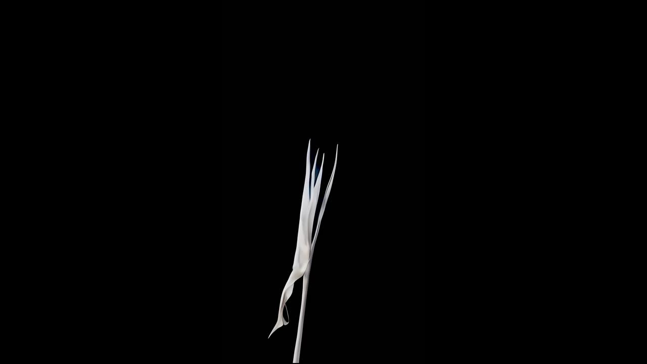 Iris van Herpen - Metamorphosis DC - - -