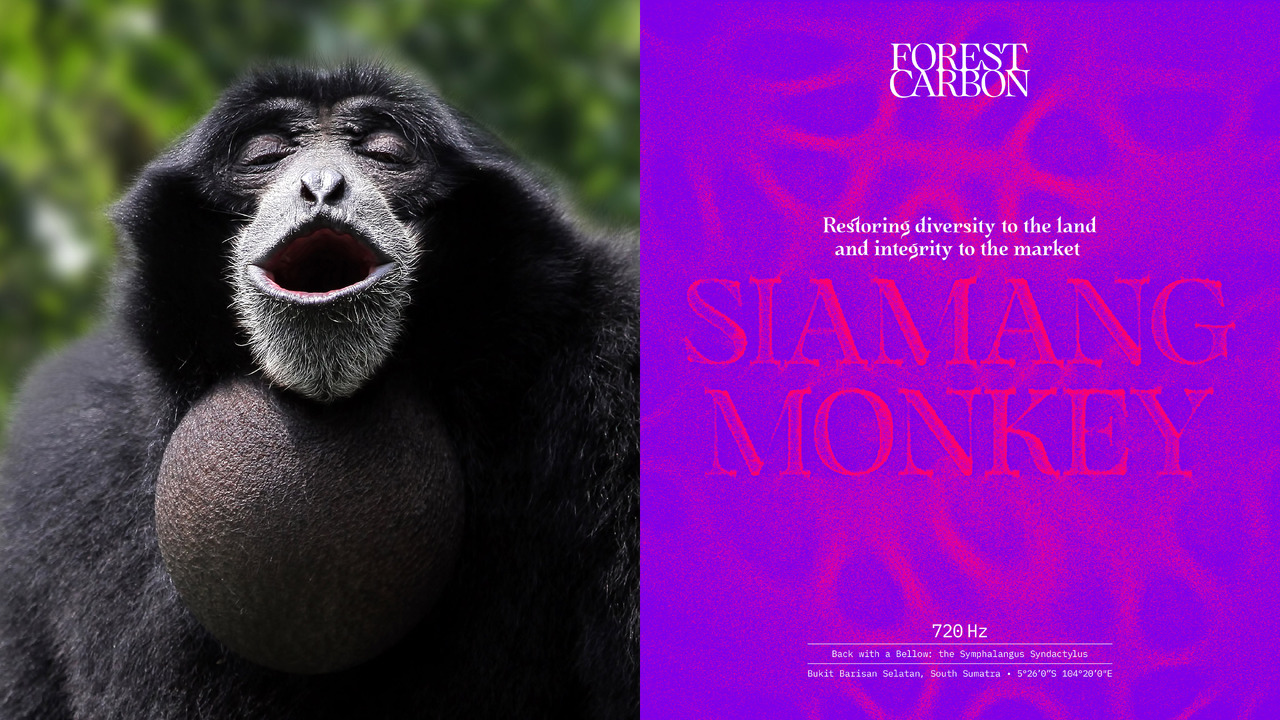 Forest Carbon - - Forest Carbon