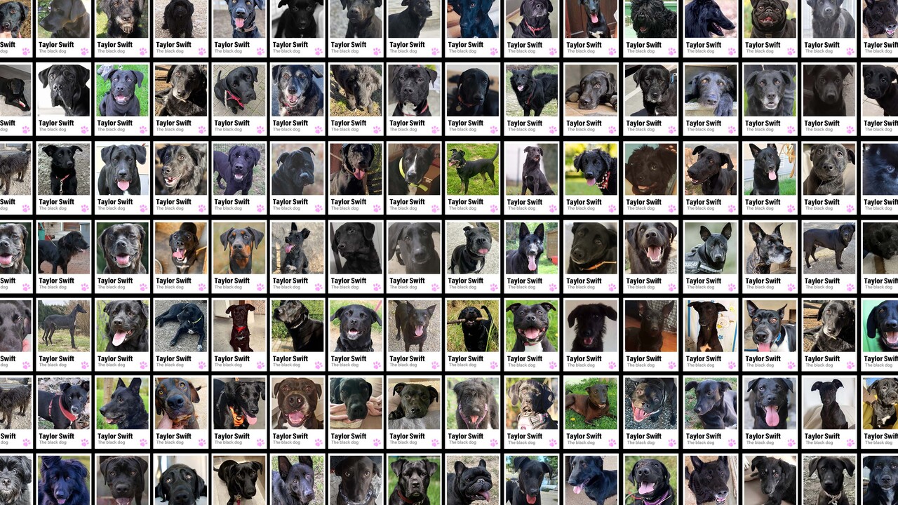 The Black Dog(s) - Seconde Chance - Seconde Chance