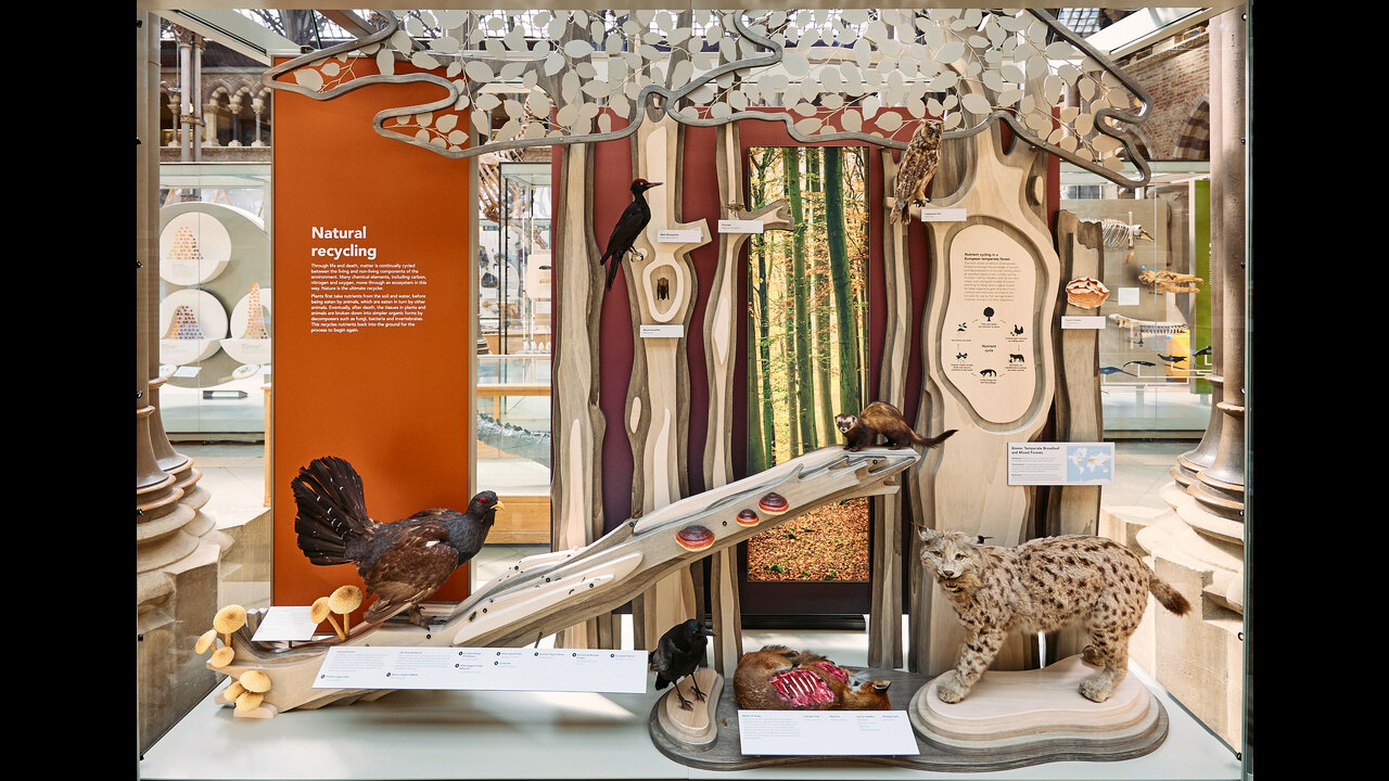 Life as we know it – present day ecosystems - Permanent Exhibition - Oxford University Museum of Natural History