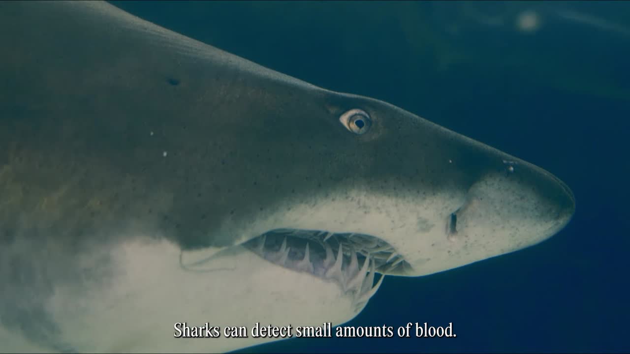 Fear Not - FINCH - FINCH