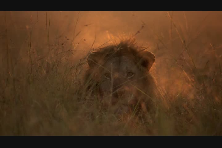 Dynasties - Dynasties Promo - BBC