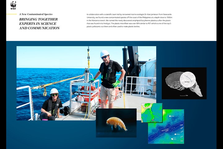 Eurythenes plasticus - A new species - WWF Germany