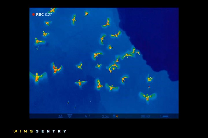 WingSentry - WingSentry - Behavioural Ecology & Conservation Group
