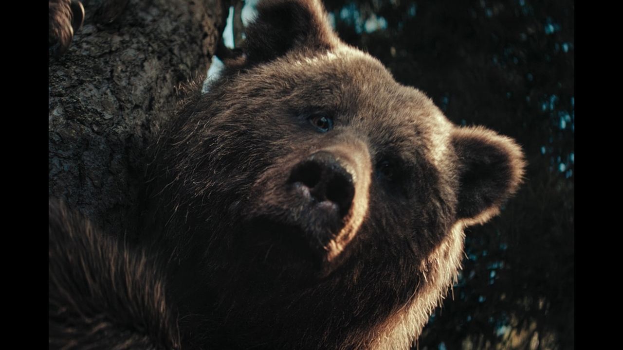 The Hunt for Hibernation - Zauberberg Productions - Citroen