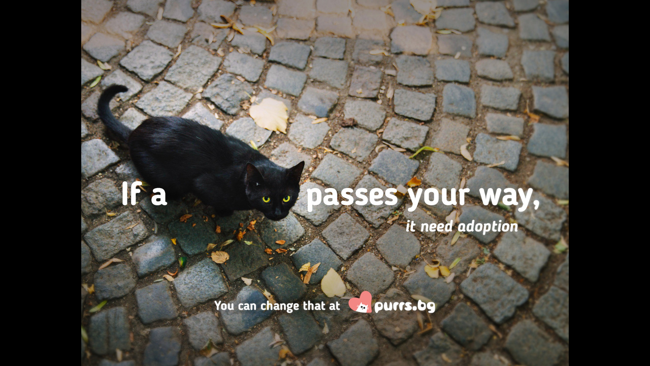 Black cats have no luck - adoption platform/service - Purrs