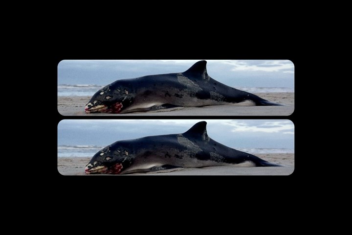 CHANGE THE NORMAL, CHANGE THE WORLD - INTERNATIONAL NON-GOVERNMENTAL ORGANIZATION - WWF