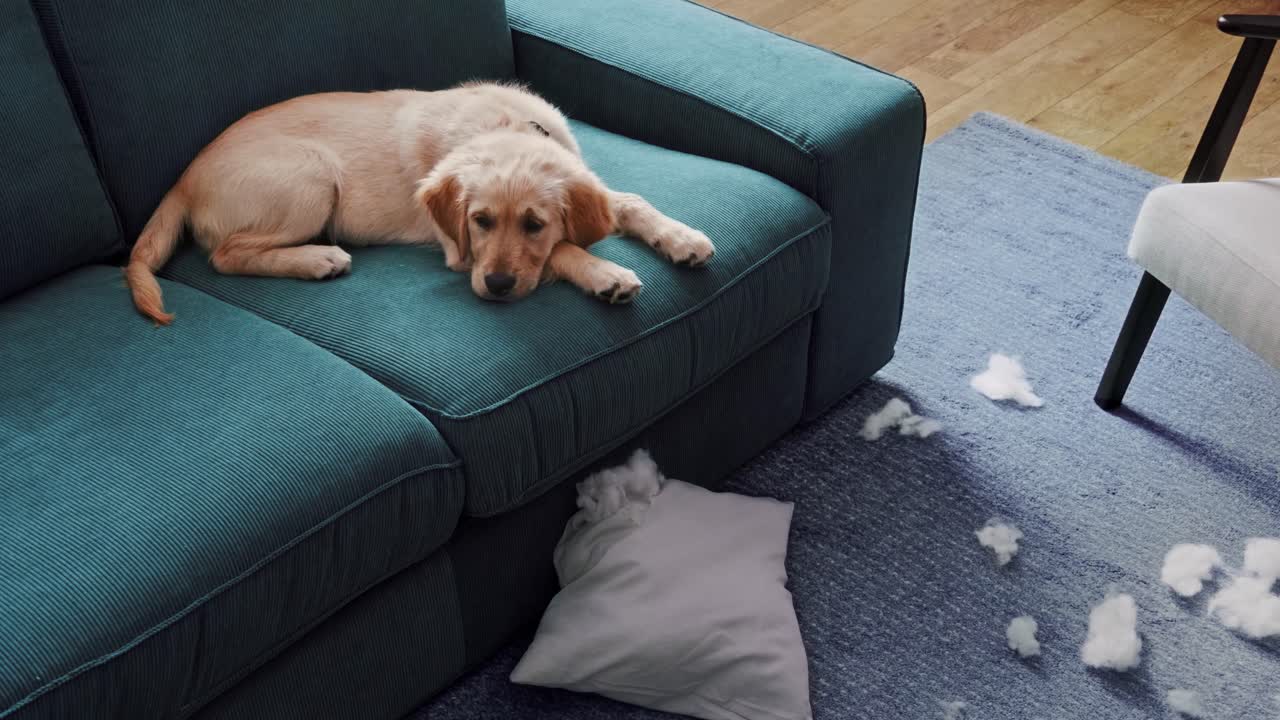 Guilty Pets - IKEA - IKEA