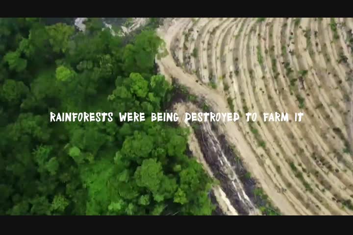 Rang-tan - Palm Oil Awareness - Greenpeace