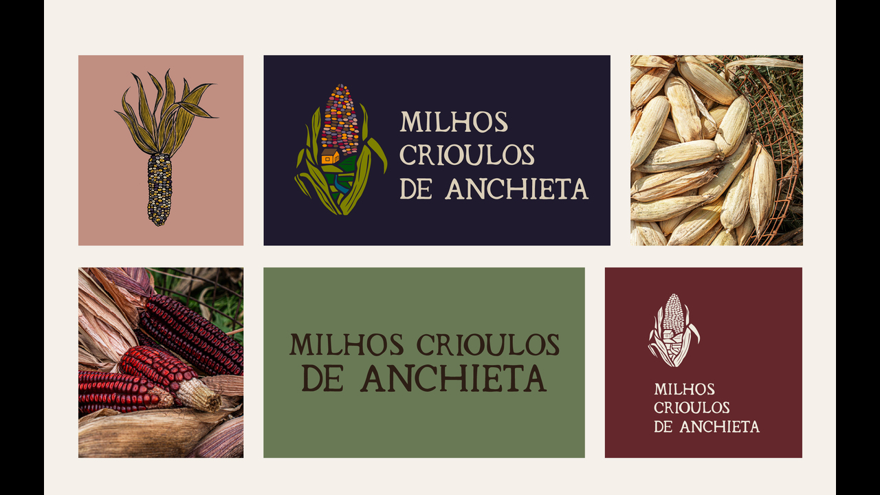 Indicação Geográfica Milhos Crioulos de Anchieta - 2024 - 