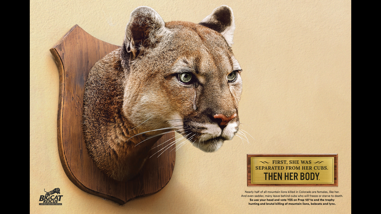 Trophy Head Teardrop Poster - Big Cat Rescue - Big Cat Rescue