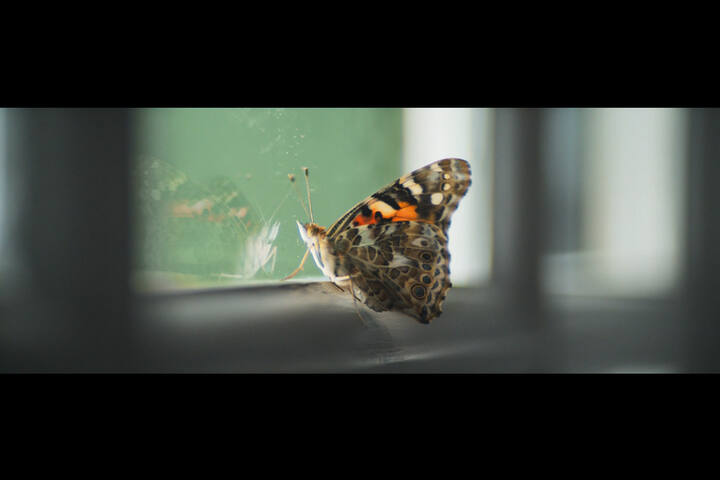Pulse Films - -