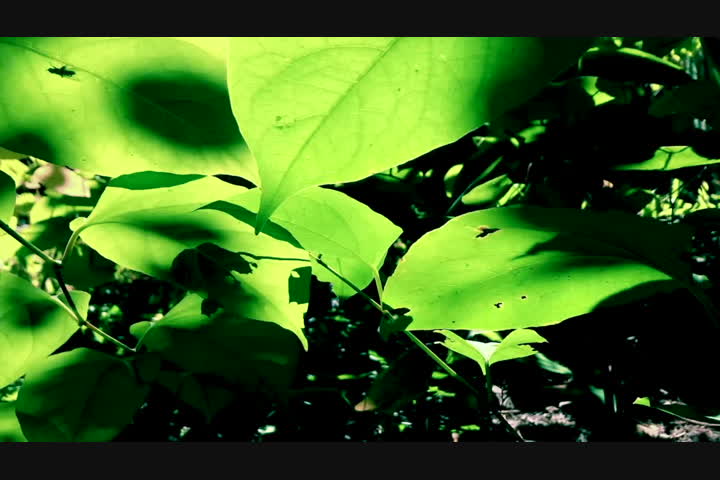 North South Eve - Fernbank Nation -