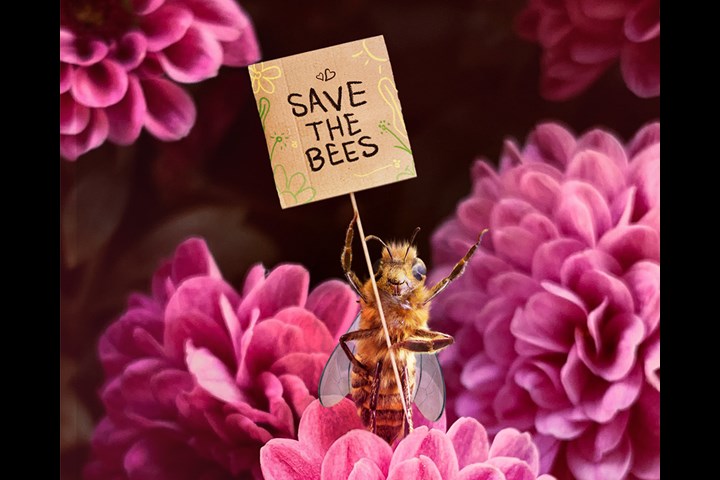 Bee_nfluencer - NGO - Fondation de France