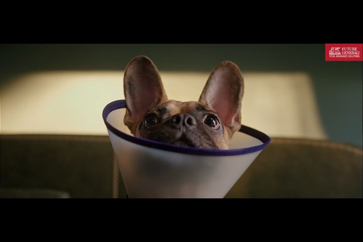Dog Insurance - Future Generali - Future Generali Insurance