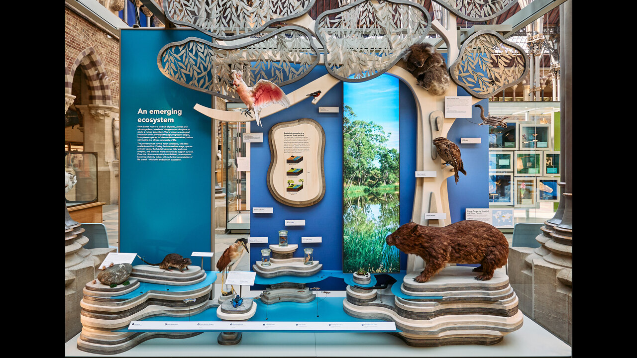 Life as we know it – present day ecosystems - Permanent Exhibition - Oxford University Museum of Natural History