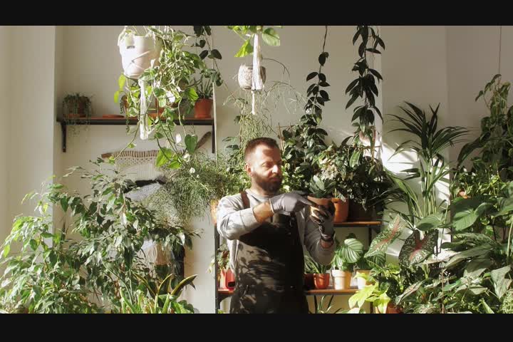 The Plant Dialect - Houseplant - Verdé